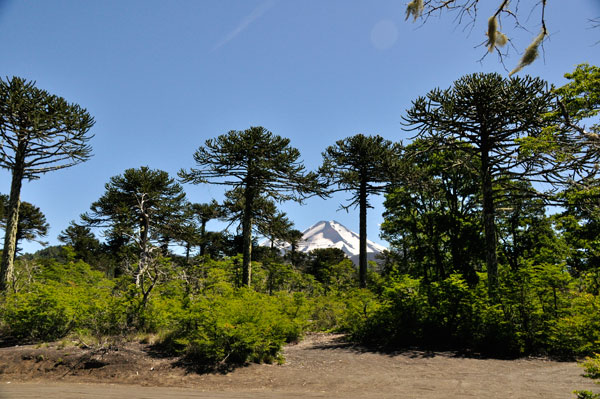Araucaria